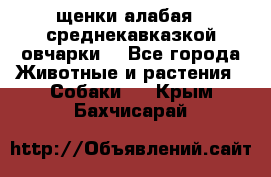 щенки алабая ( среднекавказкой овчарки) - Все города Животные и растения » Собаки   . Крым,Бахчисарай